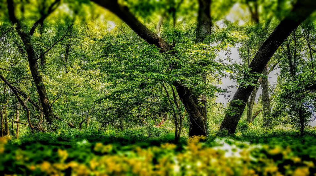 Whispers of the Meadow – Digital Art Print (Multiple Sizes Included)”