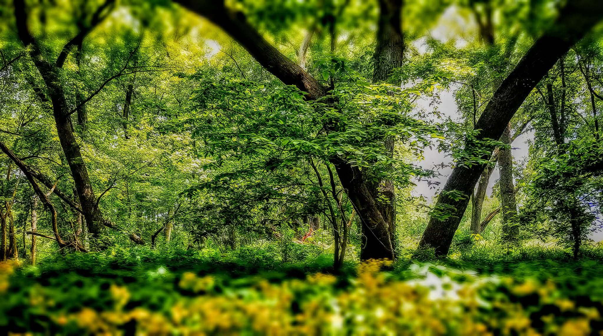 Whispers of the Meadow – Digital Art Print (Multiple Sizes Included)”
