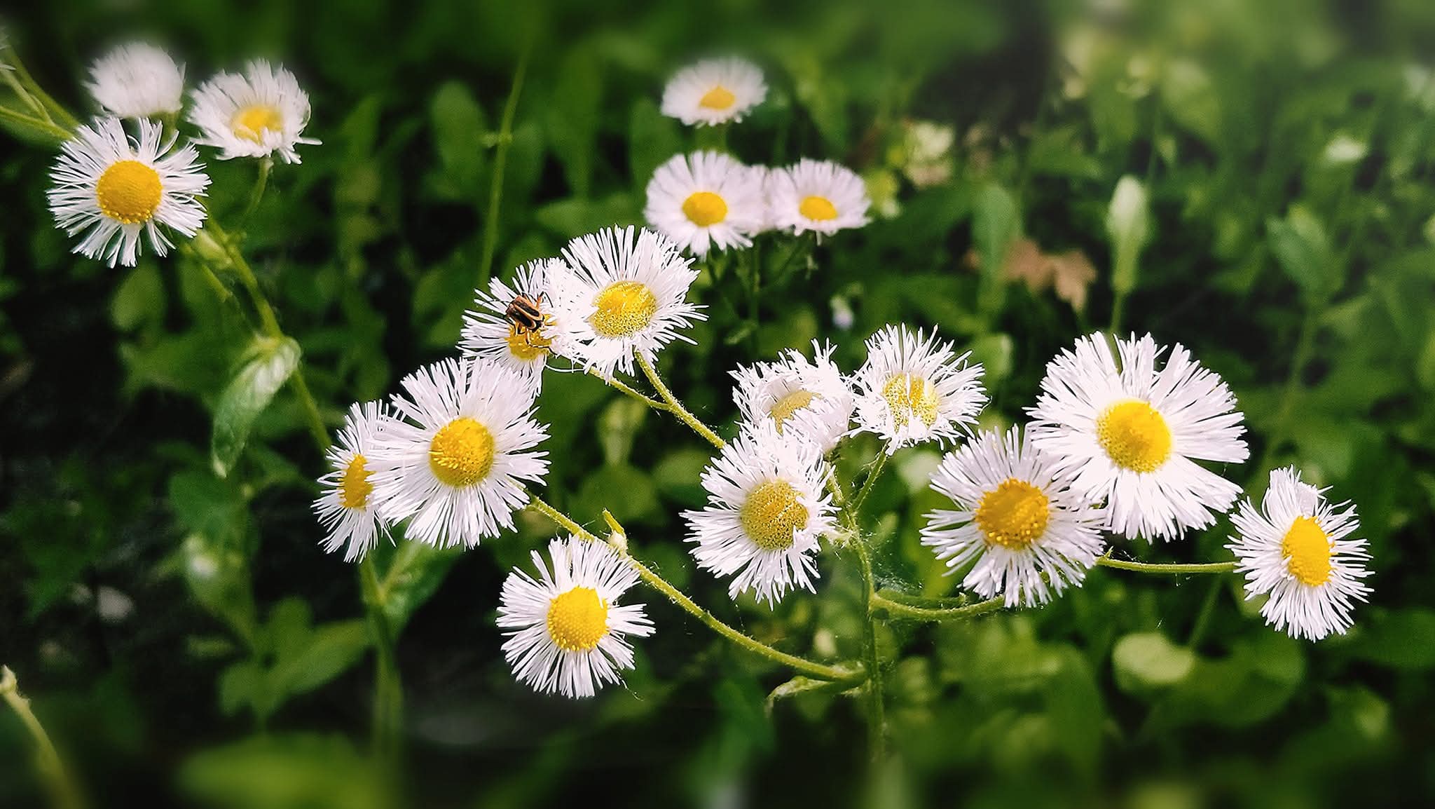 Whispers of the Meadow – Digital Art Print (Multiple Sizes Included)”