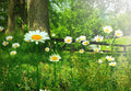Whispers of the Meadow – Digital Art Print (Multiple Sizes Included)”